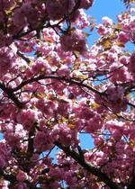 Festival of cherry blossoms